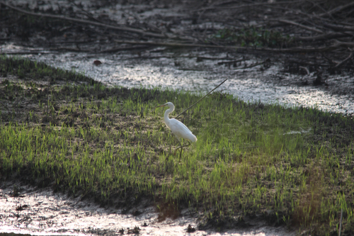 Medium Egret