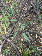 Rubus schmidelioides schmidelioides