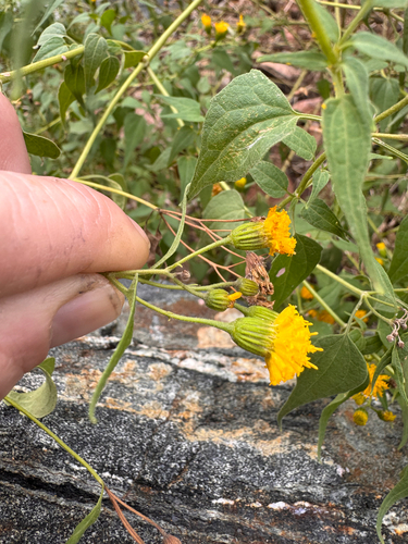 Pericome caudata, photograph 2