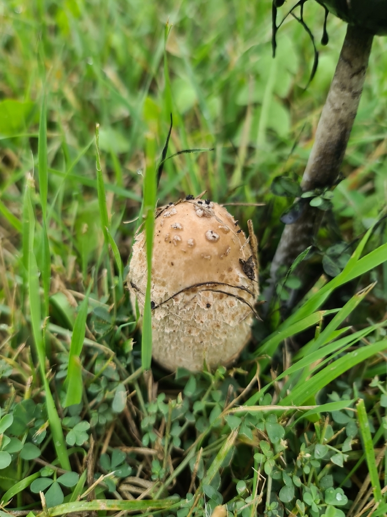Shaggy Mane · September 2026 · photo: Photo: (c) Johnathan Campbell, some rights reserved (CC BY) · iNaturalist