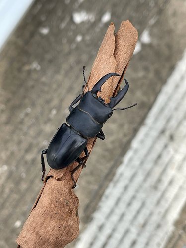 Serrognathus titanus platymelus