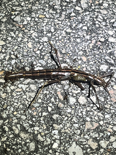 Southern Two-striped Walkingstick