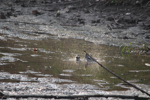 Red-billed Starling