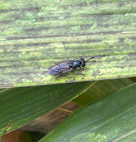 Black Soldier Fly