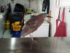 Nycticorax nycticorax