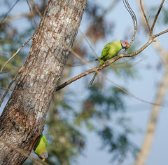 Psittacula roseata