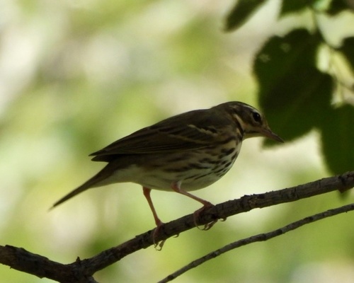 Olive-backed Pipit