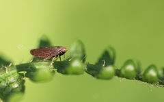 Speudotettix subfusculus