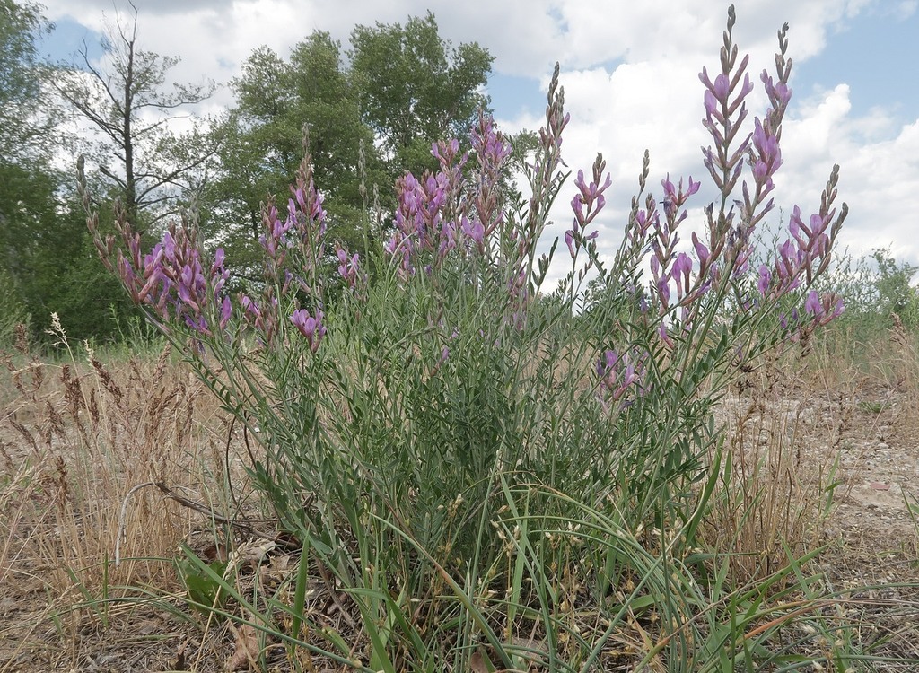Astragalus varius; photograph (c) Tatyana Sova, some rights reserved (CC BY)