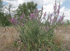 Astragalus varius