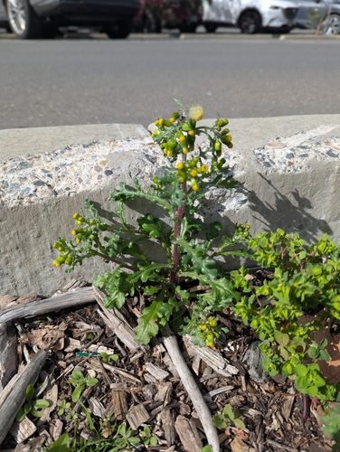 Senecio vulgaris, photograph 6