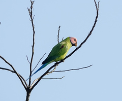 Psittacula roseata
