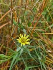 Tragopogon dubius, photograph (c) Johnathan Campbell, some rights reserved (CC BY)