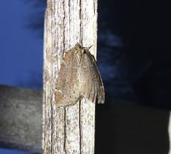 Spodolepis substriataria