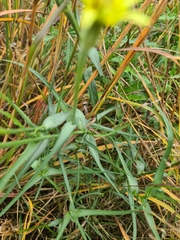 Tragopogon dubius, photograph (c) Johnathan Campbell, some rights reserved (CC BY)