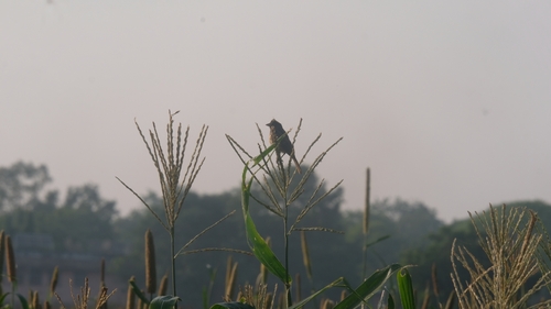 Crested Bunting