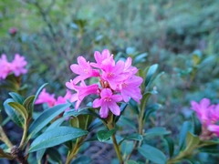 Rhododendron ferrugineum