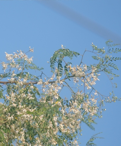 Moringa tree