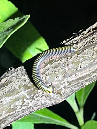 Bumblebee Millipede