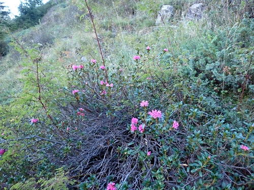 Rhododendron ferrugineum, photograph 1