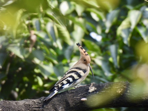 Common Hoopoe