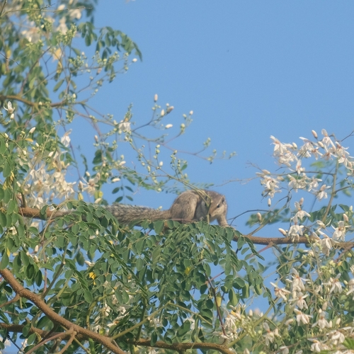 Five-striped Palm Squirrel
