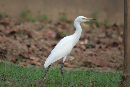 Eastern Cattle-Egret