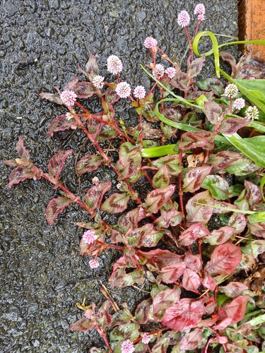 Persicaria capitata, photograph 4