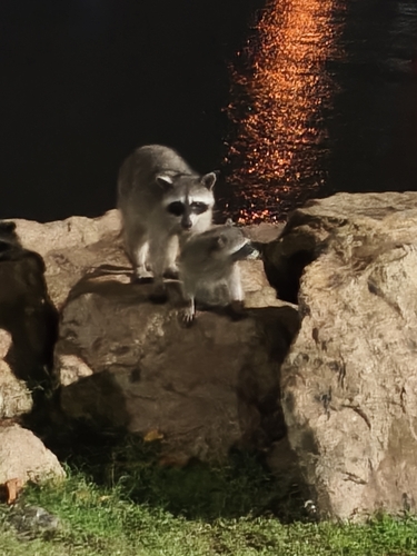 Common Raccoon (Procyon lotor)