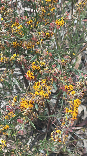 narrow-leaf bitter-pea