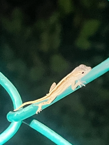 Brown Anole