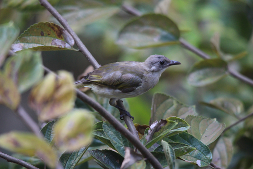 Light-vented Bulbul