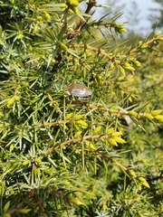 Chlorochroa juniperina