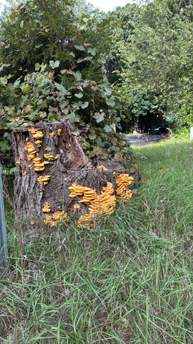 chicken of the woods