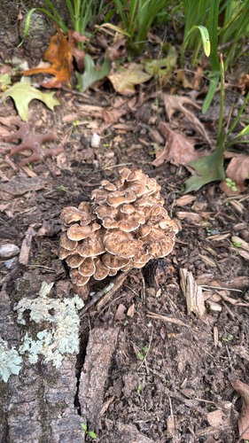 hen of the woods
