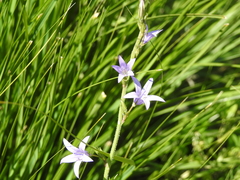 Campanula rapunculus