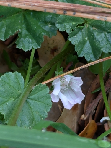 Malva neglecta