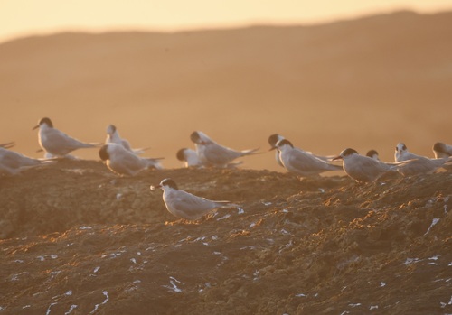 iNaturalist image