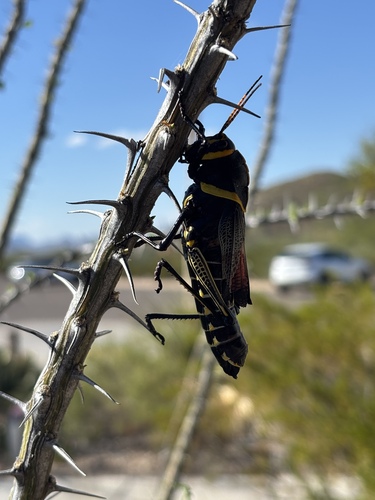 Horse Lubber Grasshopper