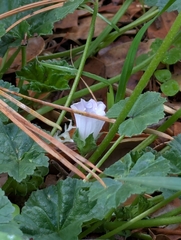 Malva neglecta, photograph (c) David Anderson, some rights reserved (CC BY)