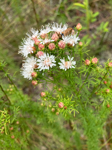 Dalea pinnata, photograph 3
