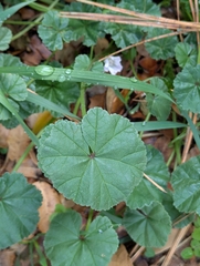 Malva neglecta, photograph (c) David Anderson, some rights reserved (CC BY)