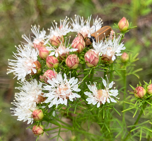 Dalea pinnata, photograph 2