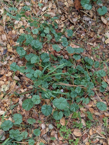 Malva neglecta, photograph 4