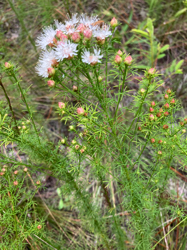 Dalea pinnata, photograph 4
