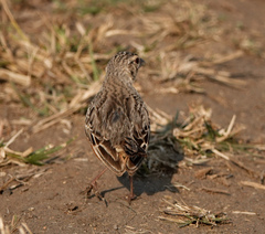 Mirafra assamica