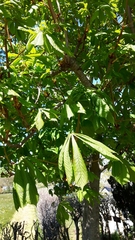 Aesculus hippocastanum