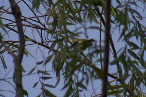 Chestnut-flanked White-eye