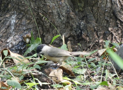 Marsh Tit