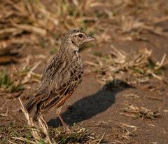 Mirafra assamica